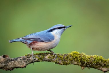 Nuthatch (Sitta europaea) kuşu kapat
