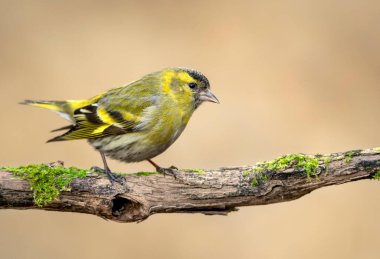 Siskin (Carduelis spinus) kuşu kapat