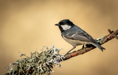 Coal tit ( Periparus ater ) close up