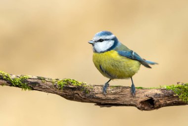 Blue tit ( Cyanistes caeruleus ) close up
