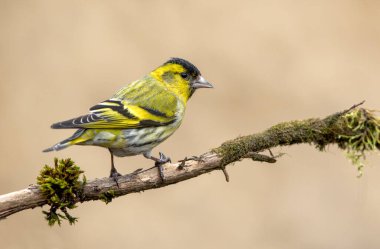 Siskin (Carduelis spinus) kuşu kapat