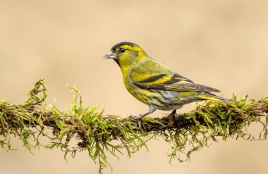 Siskin (Carduelis spinus) kuşu kapat