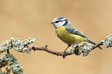 Blue tit ( Cyanistes caeruleus ) close up