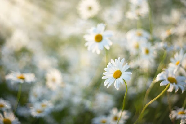 Schöne Blühende Gänseblümchen Über Der Sommerwiese — Stockfoto