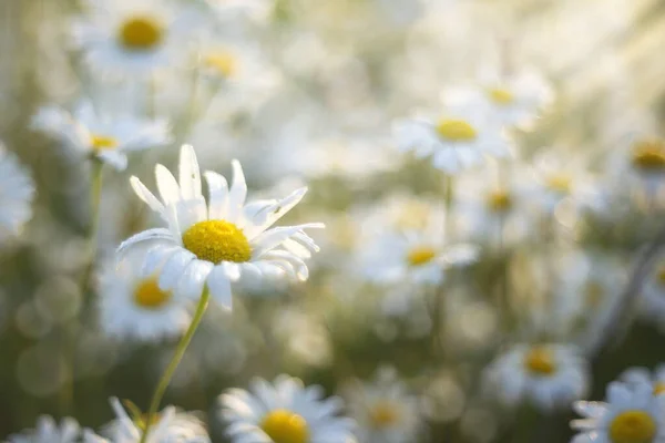 Schöne Blühende Gänseblümchen Über Der Sommerwiese — Stockfoto