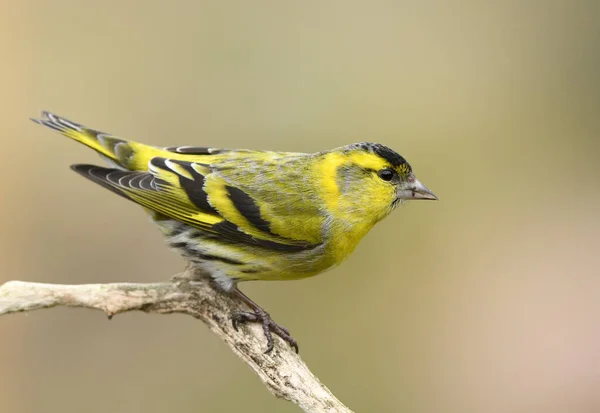 Siskin Carduelis Spinus Pájaro Cerca — Foto de Stock