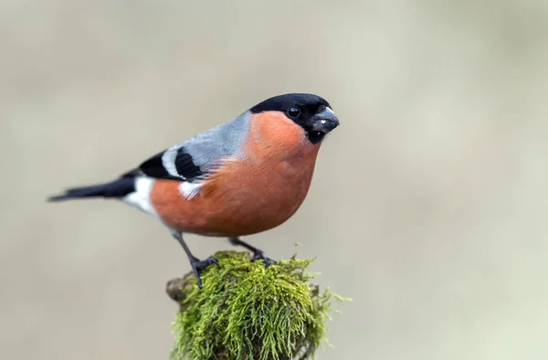 Eurasian Bullfinch Male Pyrrhula Pyrrhula — Stock Photo, Image