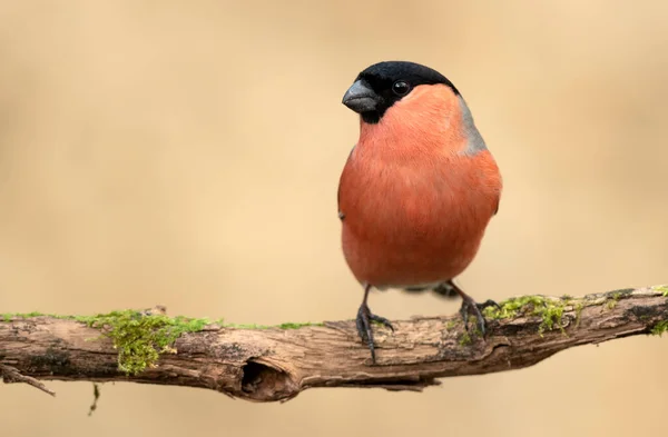 Eurasian Bullfinch Male Pyrrhula Pyrrhula — Stock Photo, Image