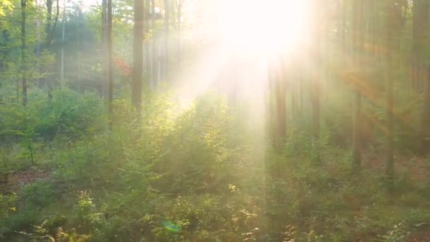Прекрасное Утро Зеленом Лесу — стоковое видео