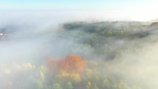 Güzel Sisli Sonbahar Ormanı Hava Görüntüleri — Stok video