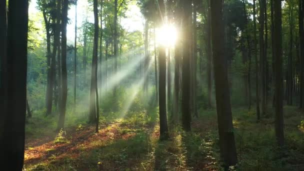 Bela Manhã Floresta Verde — Vídeo de Stock