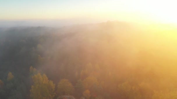 美しい霧の秋の森の空撮 — ストック動画