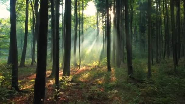 Hermosa Mañana Bosque Verde — Vídeos de Stock