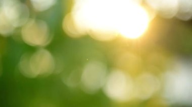 Yeşil odaklanmamış bahar arkaplan görüntüleri