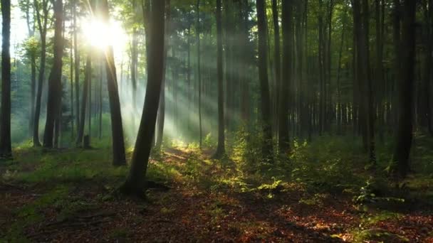 Прекрасное Утро Зеленом Лесу — стоковое видео