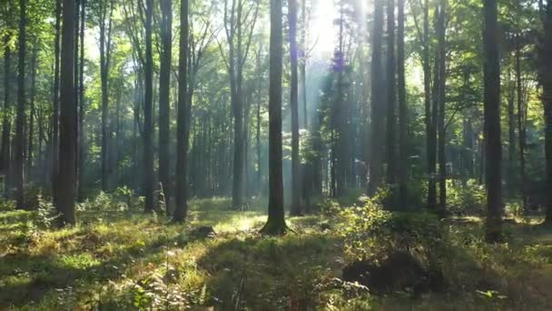 Drone Filmato Bella Luce Del Sole Nella Foresta — Video Stock