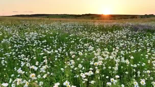 Bílé sedmikrásky květiny pole louka během letního západu slunce
