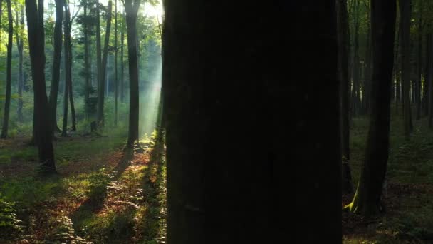 Bela Manhã Ensolarada Floresta Verão — Vídeo de Stock