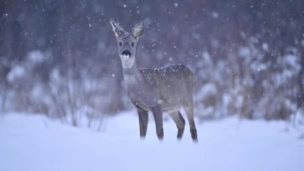 Cervos Bonitos Ficando Campo Coberto Neve Inverno — Vídeo de Stock