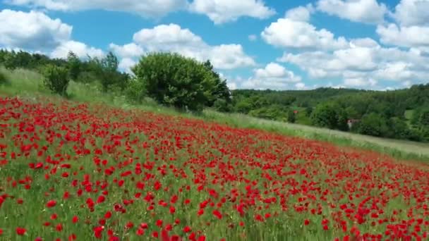 Schöne Rote Blumen Auf Dem Feld — Stockvideo