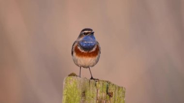 Bluethroat bird (Luscinia svecica), kapat