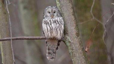 Ağaç dalında oturan Ural baykuş (Strix uralensis), kapat