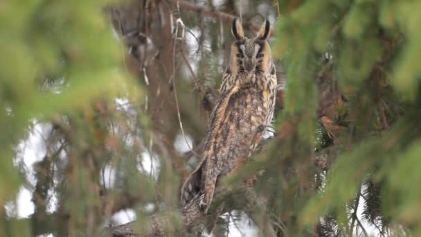 Long Eared Owl Asio Otus Sitting Tree Branch Close — Stock Video