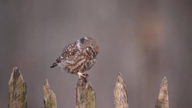 Küçük baykuş (Athene noctua) yakın çekim