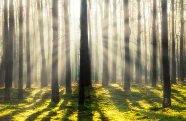Ormanda güzel bir sabah