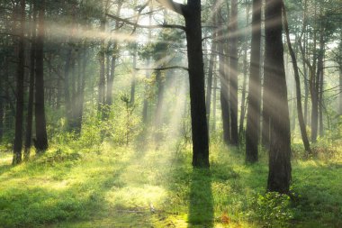 Ormanda güneşli güzel bir sabah