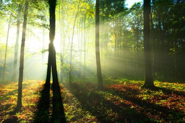 Ormanda güzel bir sabah