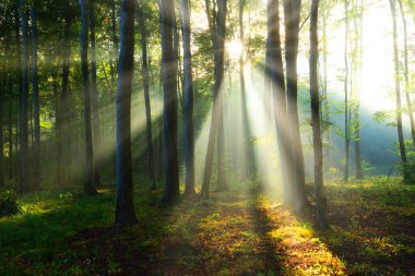 Ormanda güzel bir sabah