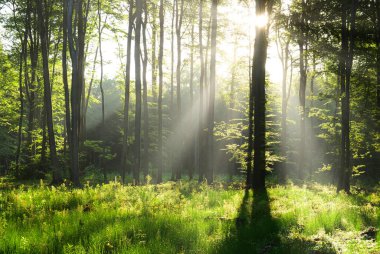 güneşli sabah orman