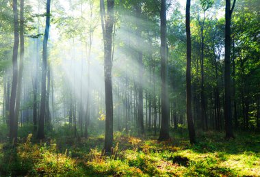 Ormanda güzel bir sabah