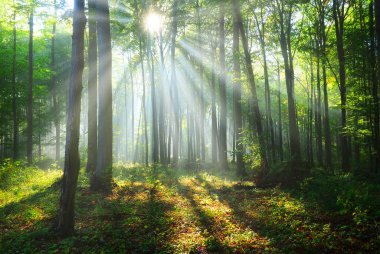 Ormanda güzel bir sabah