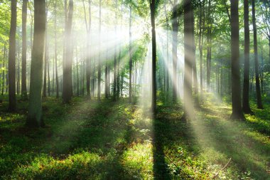 Ormanda güzel bir sabah