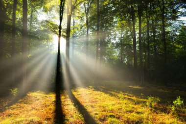 güneşli sabah orman