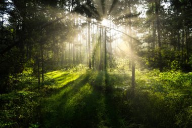 güneşli sabah orman