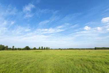 Mavi bulutlu gökyüzüne karşı yeşil tarlalar üzerinde güzel bir yaz günü