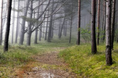 Karanlık orman sisle kaplı.