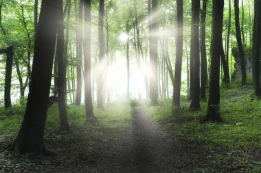 güneşli sabah orman