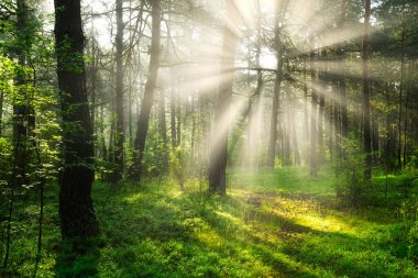 güneşli sabah orman