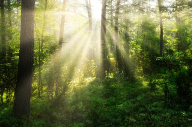 güneşli sabah orman
