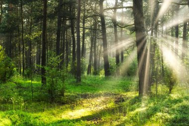 güneşli sabah orman