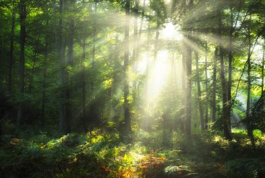 Ormanda güzel bir sabah