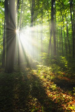 Ormanda güzel bir sabah