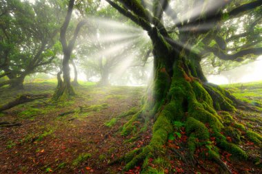 Fanal Ormanı 'ndaki eski sedir ağacı, Madeira Adası. Portekiz.