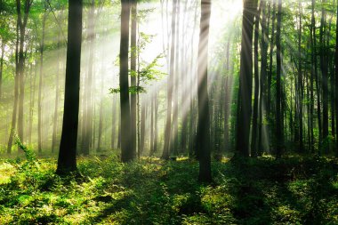 Çok güzel bir güneşli sabah yeşil orman