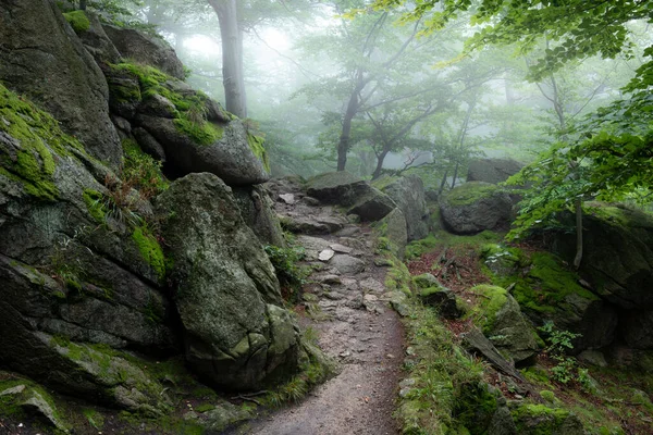 Beautiful Foggy Day Forest — Stockfoto