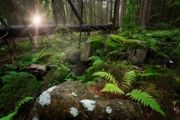 Beautiful Green Foggy Forest Landscape — Stockfoto